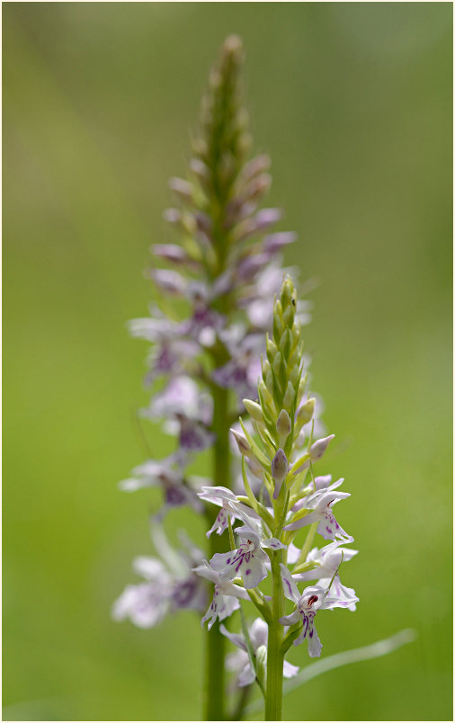 Geflecktes Knabenkraut (Dactylorhiza maculata)