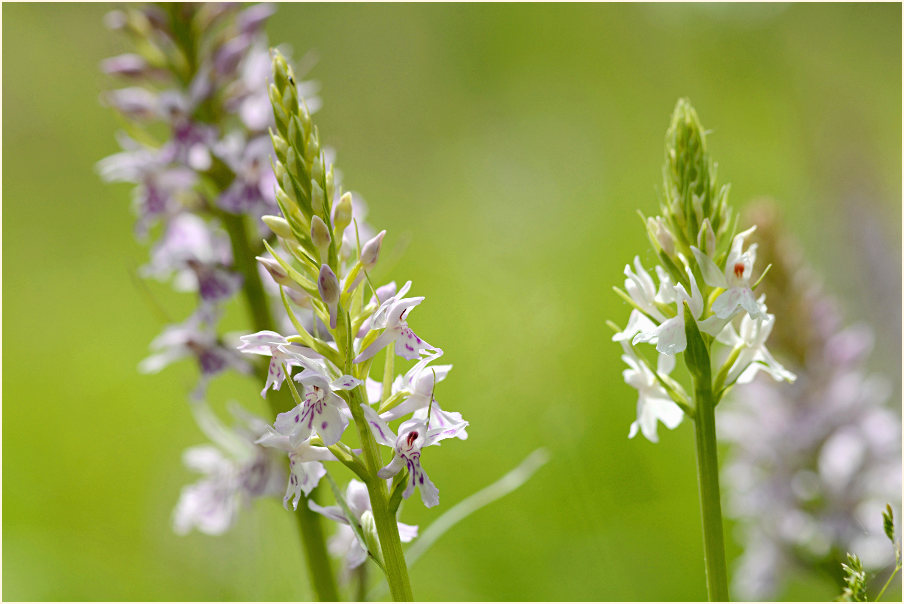 Geflecktes Knabenkraut (Dactylorhiza maculata)