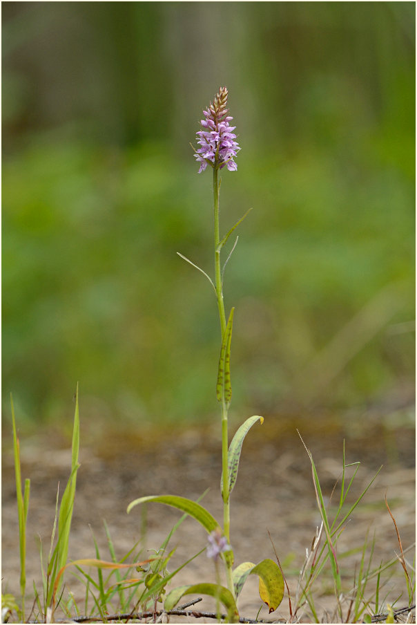 Geflecktes Knabenkraut (Dactylorhiza maculata)