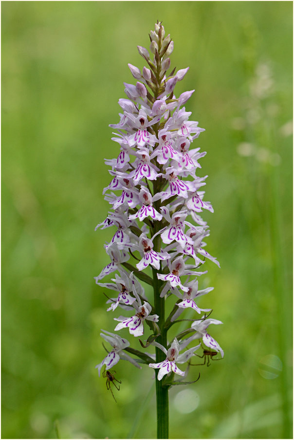 Geflecktes Knabenkraut (Dactylorhiza maculata)