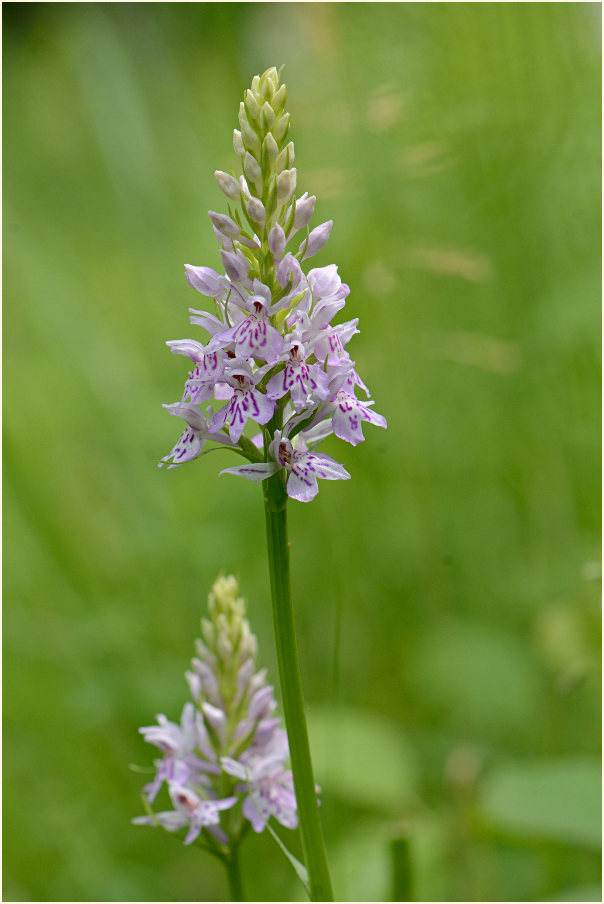 Geflecktes Knabenkraut (Dactylorhiza maculata)