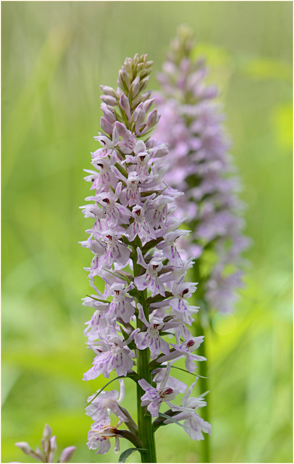 Geflecktes Knabenkraut (Dactylorhiza maculata)