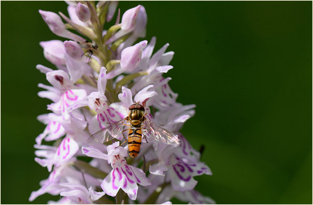 Geflecktes Knabenkraut (Dactylorhiza maculata)