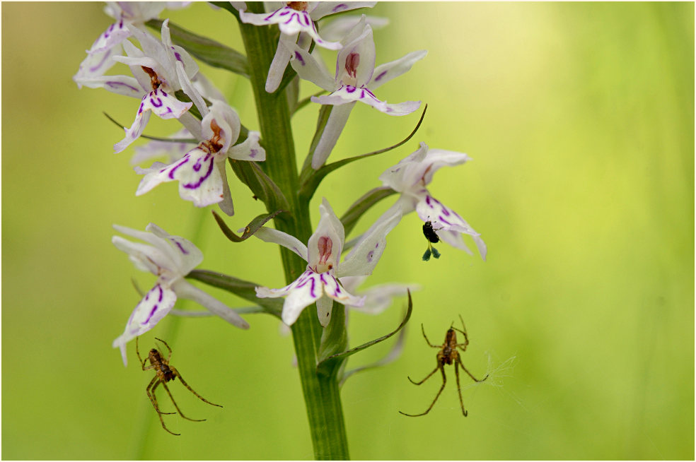 Geflecktes Knabenkraut (Dactylorhiza maculata)