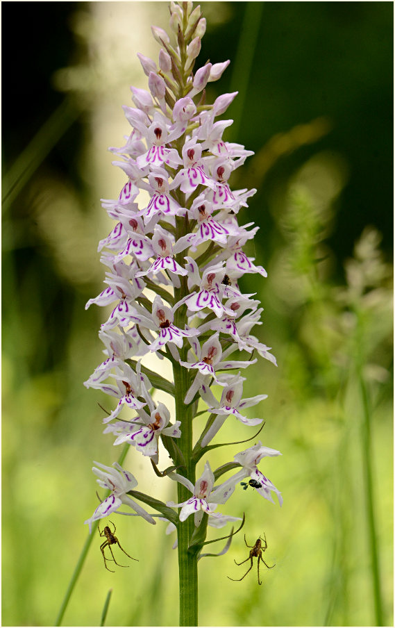 Geflecktes Knabenkraut (Dactylorhiza maculata)