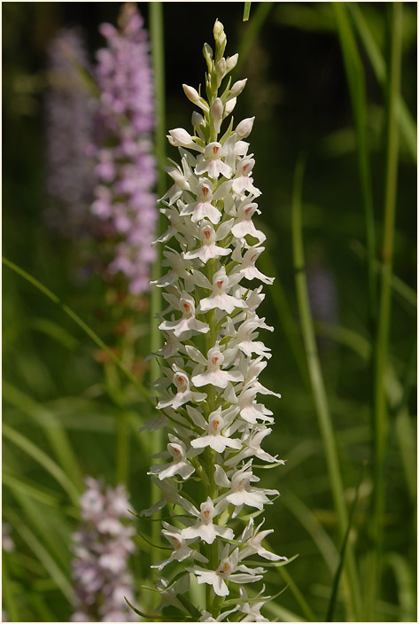 Geflecktes Knabenkraut (Dactylorhiza maculata)