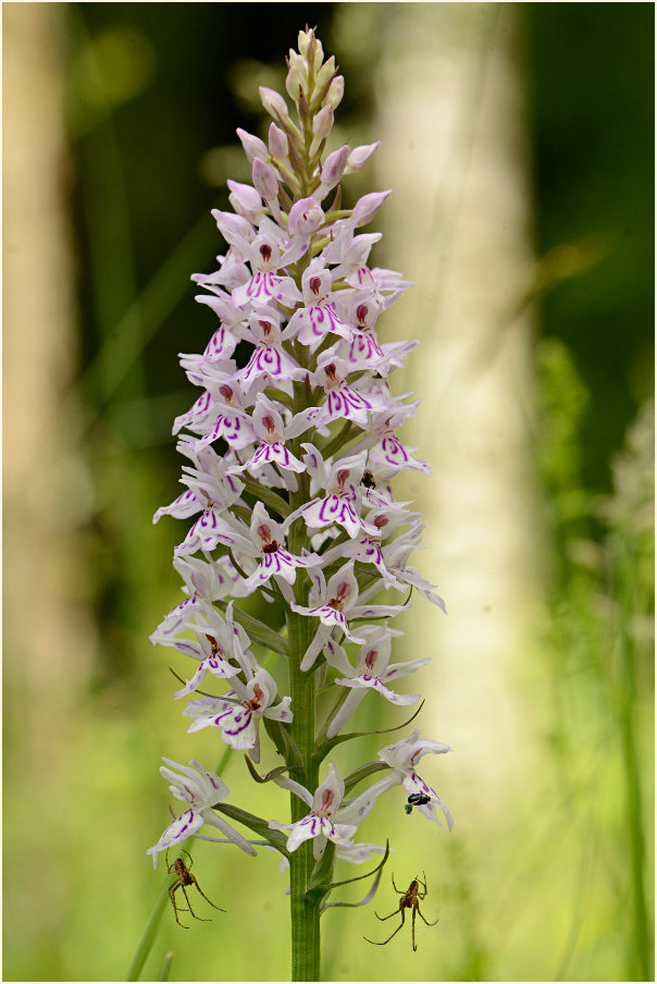 Geflecktes Knabenkraut (Dactylorhiza maculata)