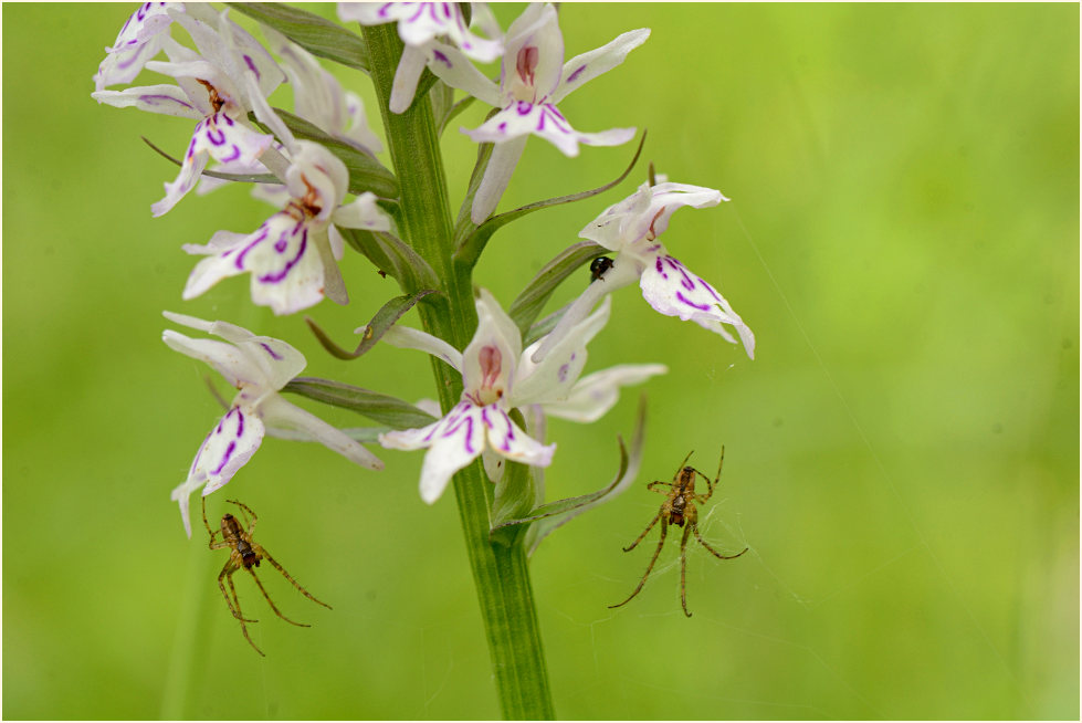 Geflecktes Knabenkraut (Dactylorhiza maculata)