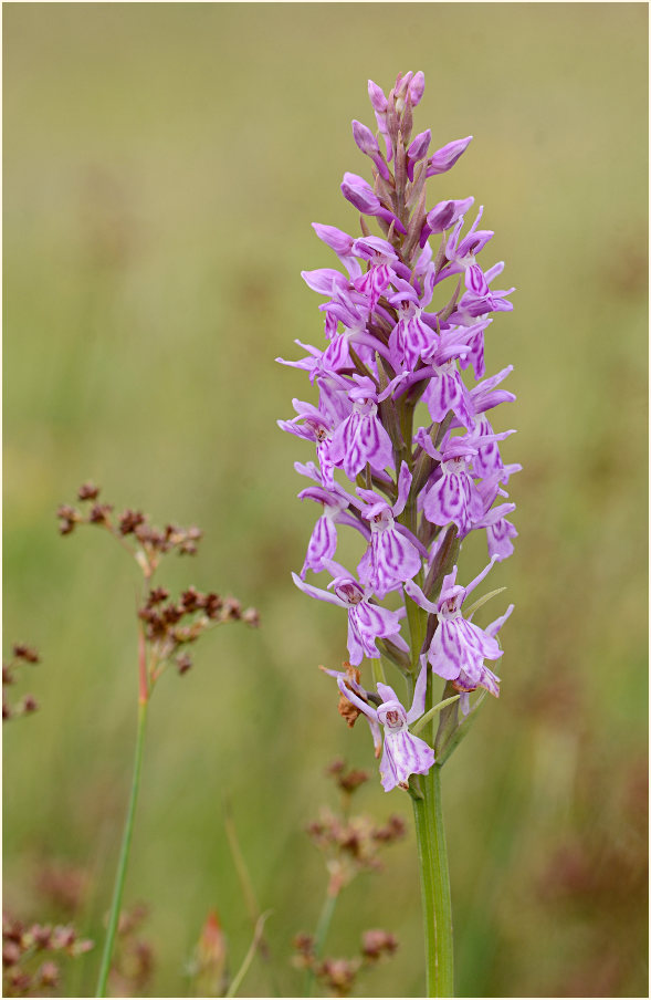 Geflecktes Knabenkraut (Dactylorhiza maculata)