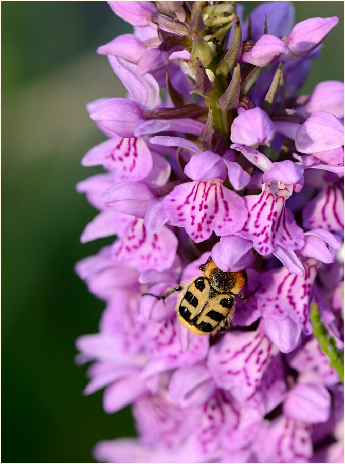 Geflecktes Knabenkraut (Dactylorhiza maculata)