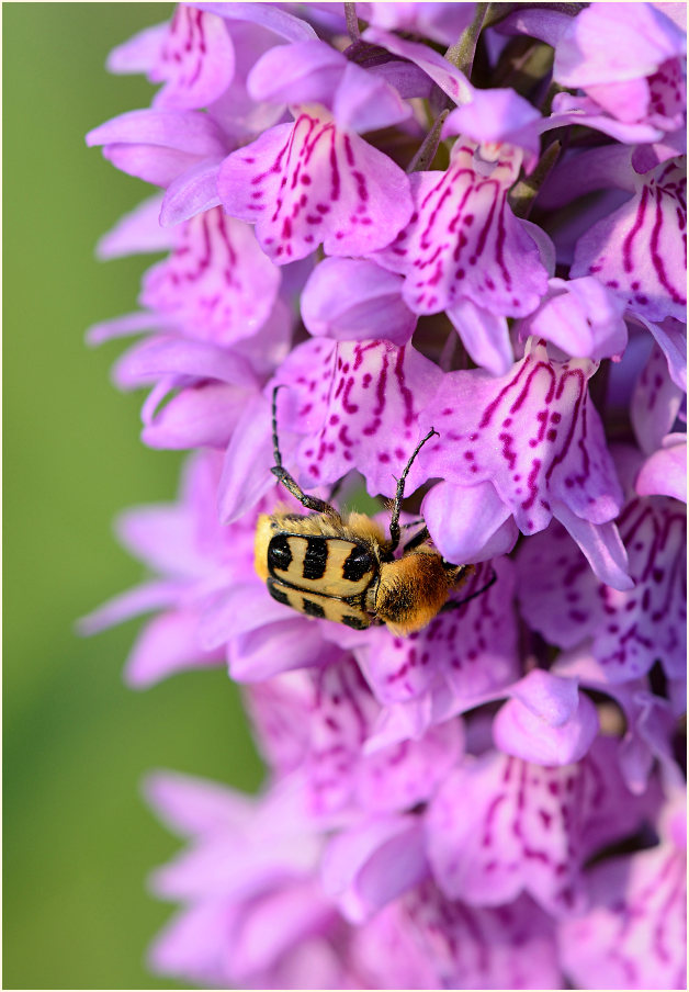 Geflecktes Knabenkraut (Dactylorhiza maculata)