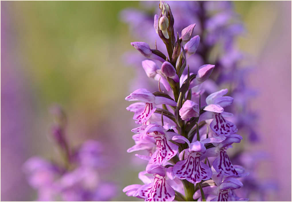 Geflecktes Knabenkraut (Dactylorhiza maculata)