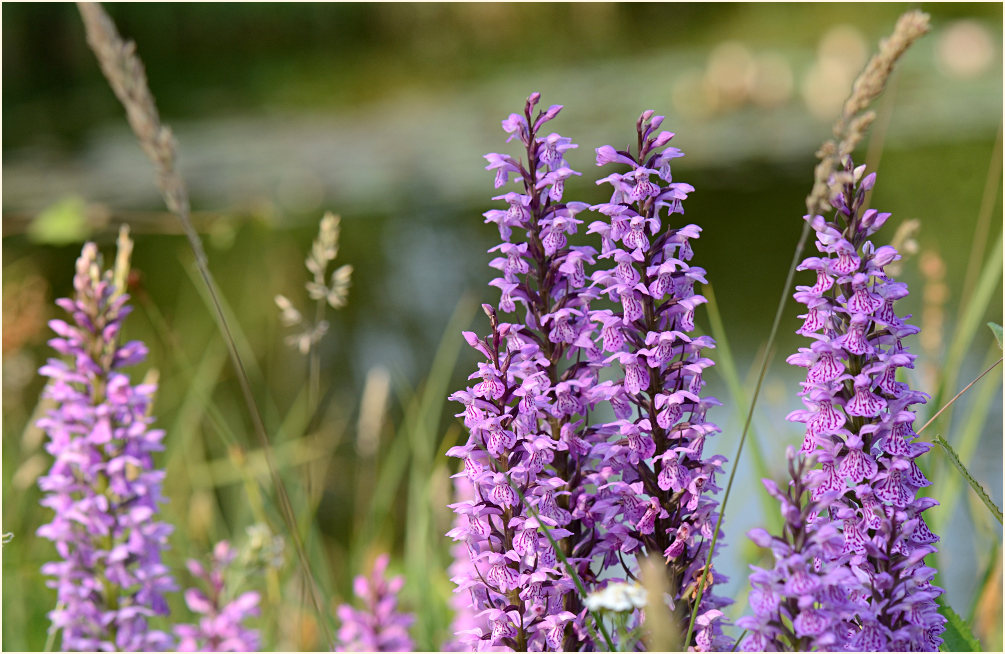 Geflecktes Knabenkraut (Dactylorhiza maculata)