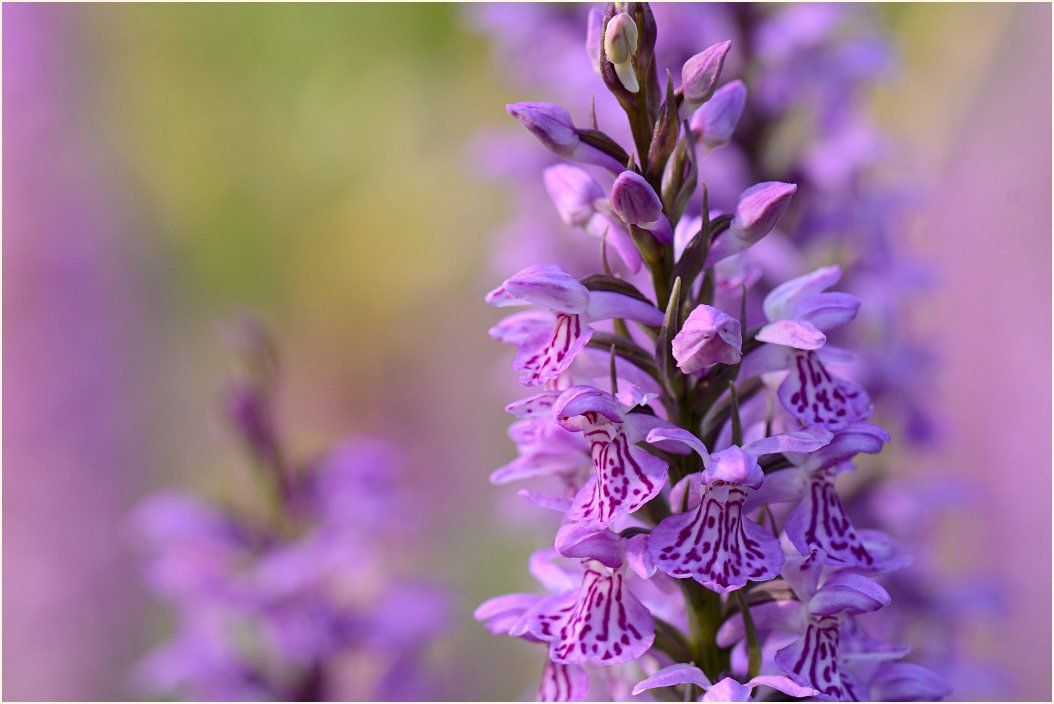 Geflecktes Knabenkraut (Dactylorhiza maculata)