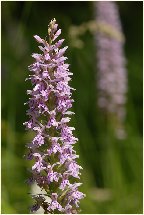 Geflecktes Knabenkraut (Dactylorhiza maculata)