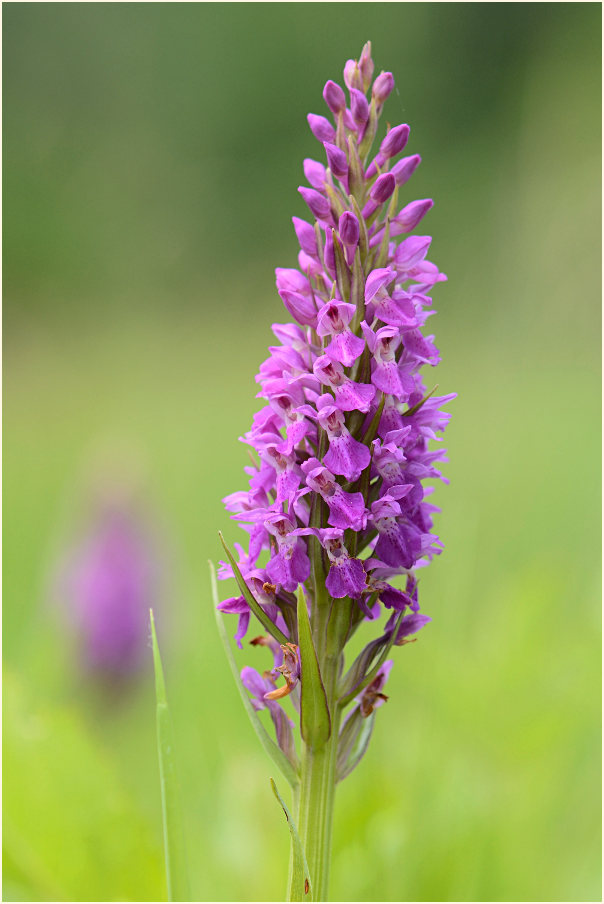 Übersehenes Knabenkraut (Dactylorhiza praetermissa)