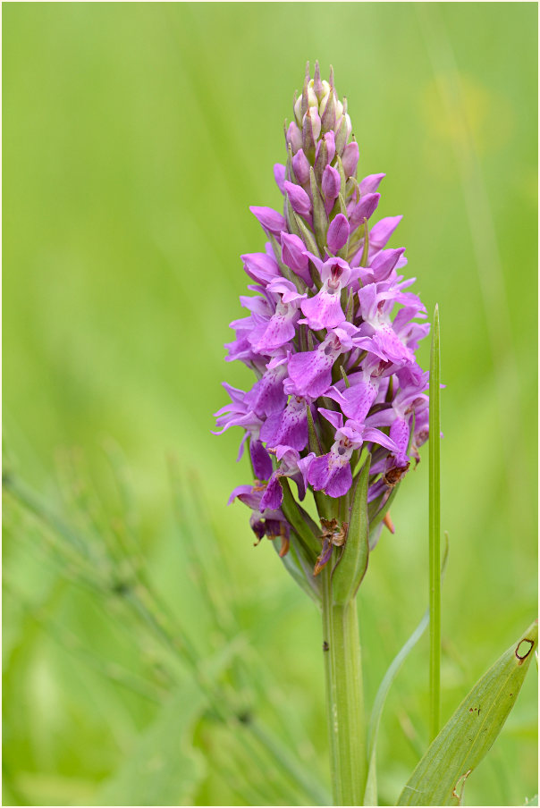 Übersehenes Knabenkraut (Dactylorhiza praetermissa)