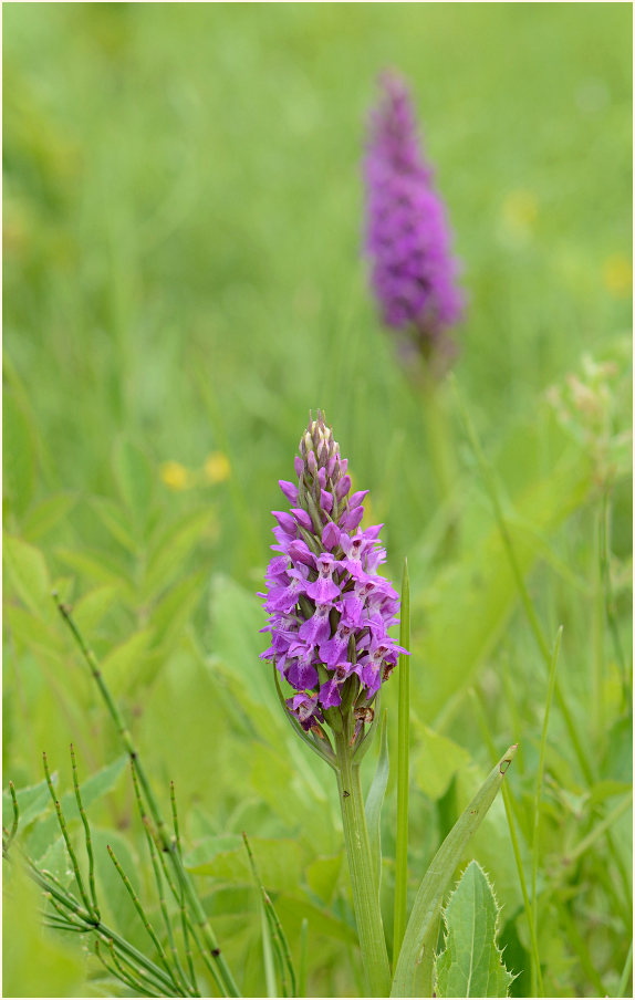 Übersehenes Knabenkraut (Dactylorhiza praetermissa)