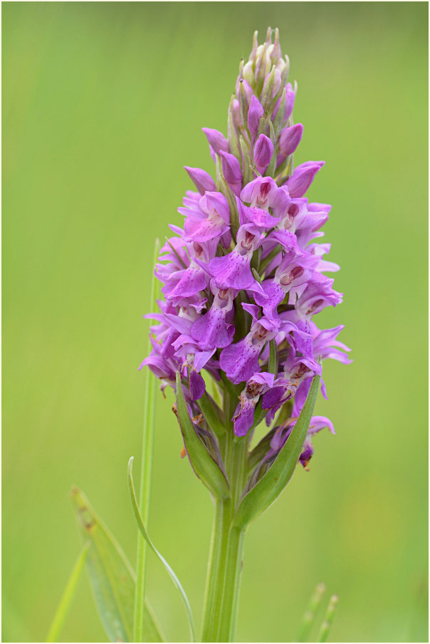 Übersehenes Knabenkraut (Dactylorhiza praetermissa)