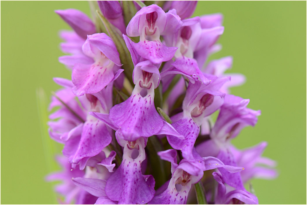 Übersehenes Knabenkraut (Dactylorhiza praetermissa)