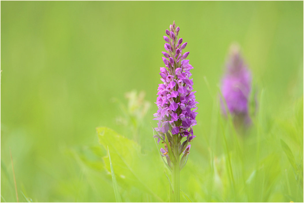 Übersehenes Knabenkraut (Dactylorhiza praetermissa)