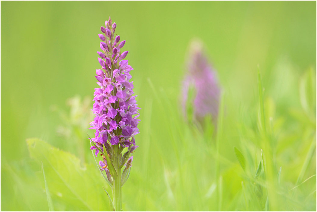 Übersehenes Knabenkraut (Dactylorhiza praetermissa)