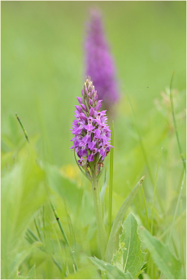 Übersehenes Knabenkraut (Dactylorhiza praetermissa)