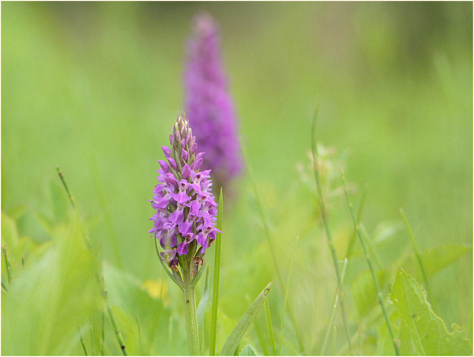 Übersehenes Knabenkraut (Dactylorhiza praetermissa)