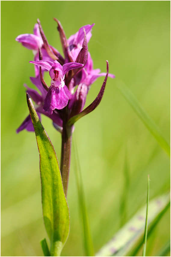 Breitblättriges Knabenkraut (Dactylorhiza majalis)