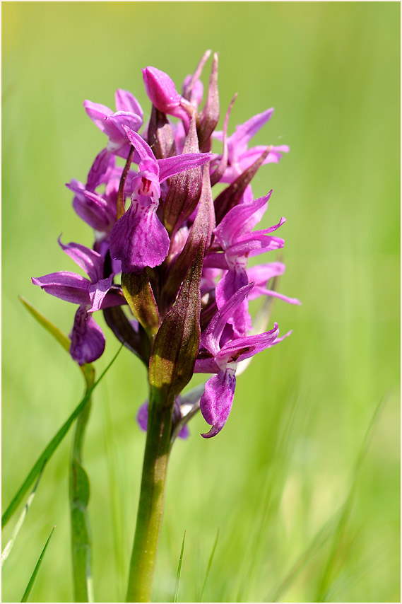 Breitblättriges Knabenkraut (Dactylorhiza majalis)