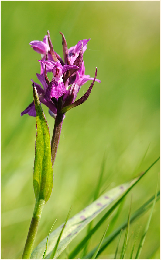 Breitblättriges Knabenkraut (Dactylorhiza majalis)