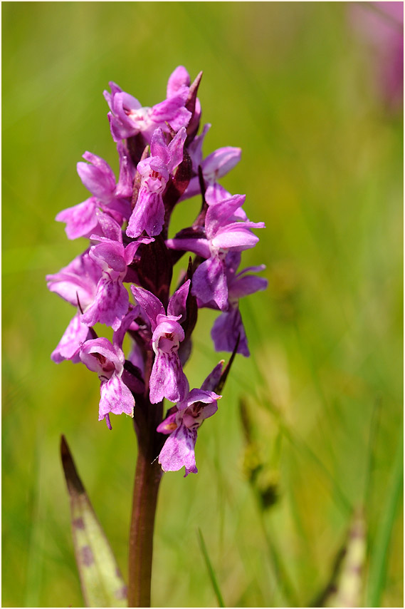 Breitblättriges Knabenkraut (Dactylorhiza majalis)