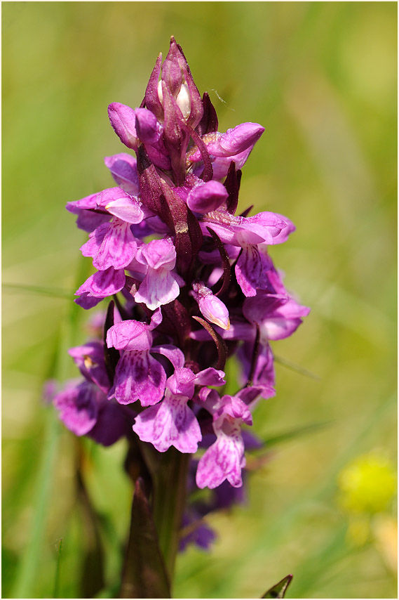 Breitblättriges Knabenkraut (Dactylorhiza majalis)