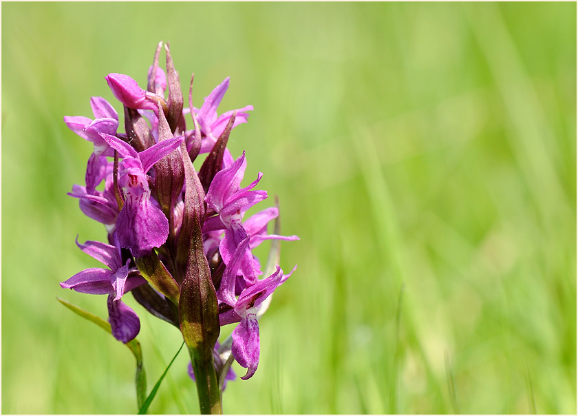 Breitblättriges Knabenkraut (Dactylorhiza majalis)