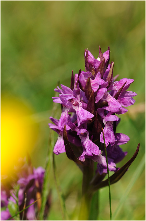 Breitblättriges Knabenkraut (Dactylorhiza majalis)