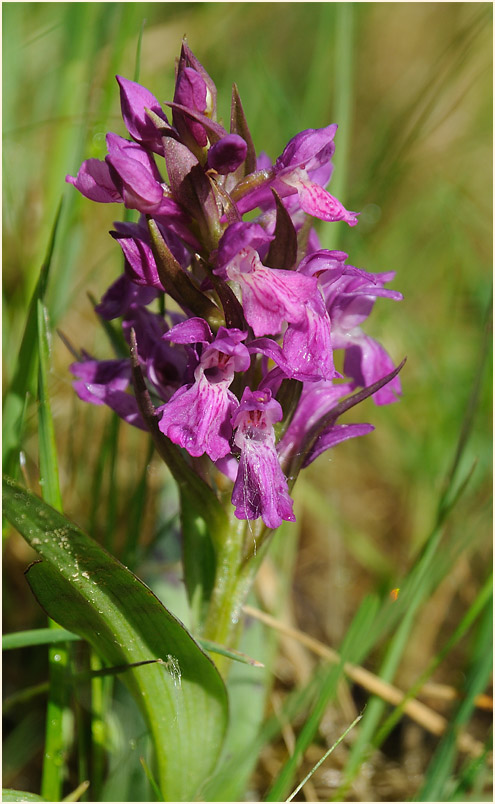 Breitblättrige Knabenkraut (Dactylorhiza majalis)