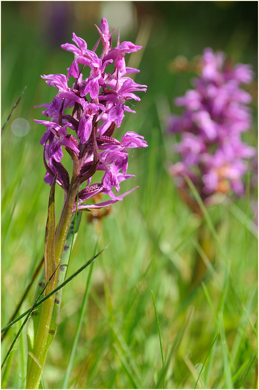 Breitblättrige Knabenkraut (Dactylorhiza majalis)