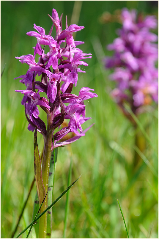 Breitblättrige Knabenkraut (Dactylorhiza majalis)