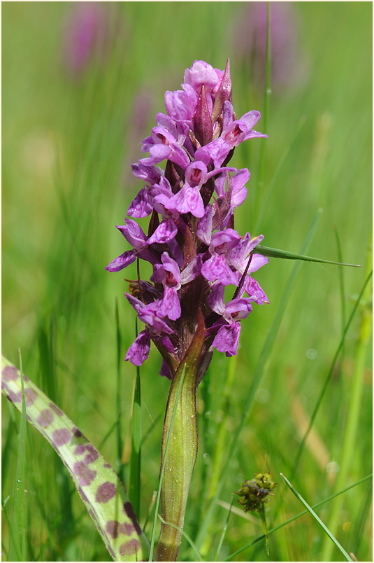 Breitblättrige Knabenkraut (Dactylorhiza majalis)