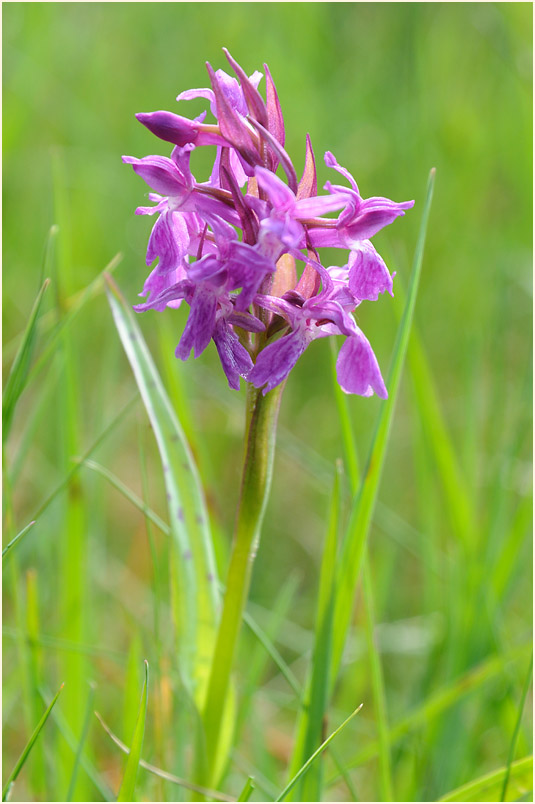 Breitblättrige Knabenkraut (Dactylorhiza majalis)