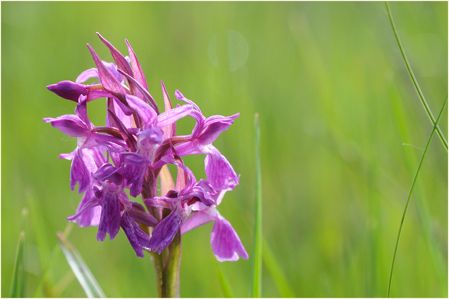 Breitblättrige Knabenkraut (Dactylorhiza majalis)