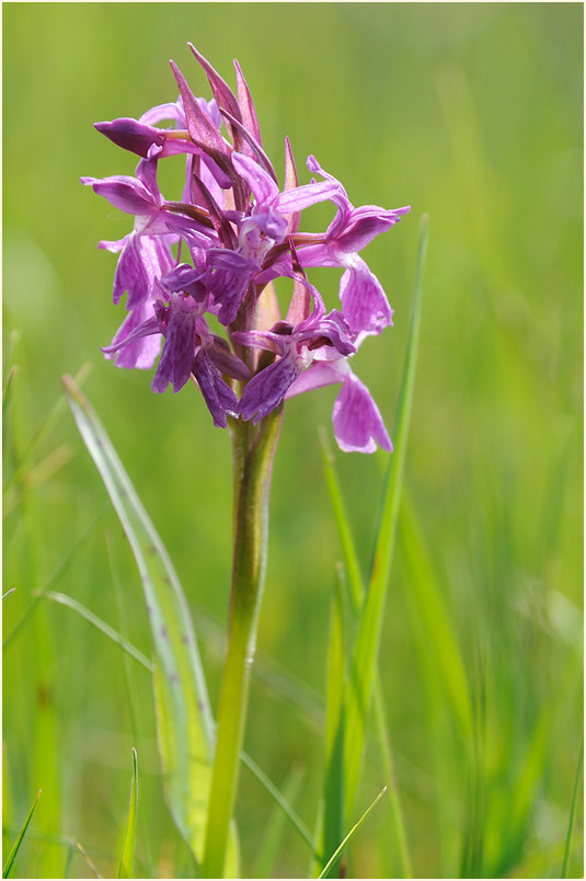 Breitblättrige Knabenkraut (Dactylorhiza majalis)