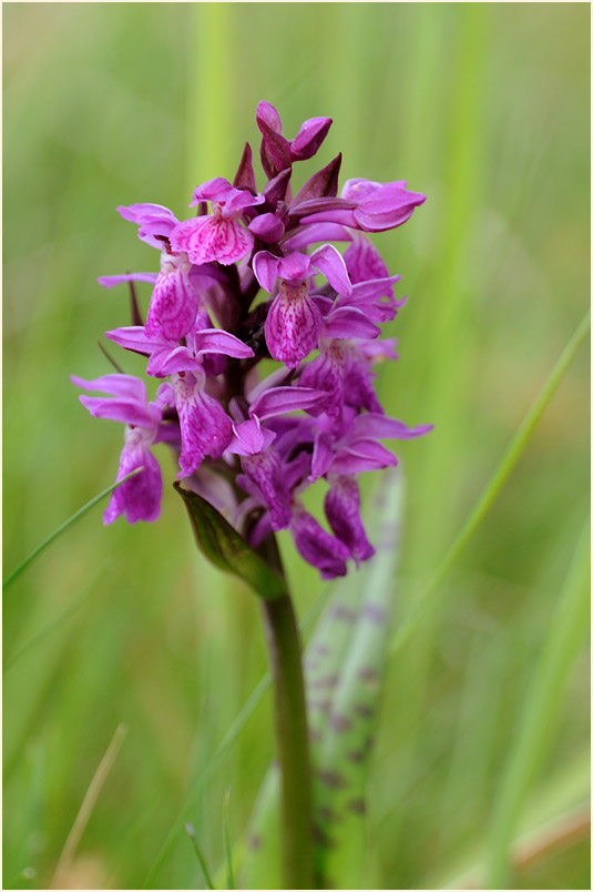 Breitblättrige Knabenkraut (Dactylorhiza majalis)