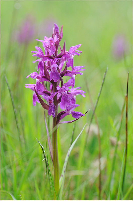 Breitblättrige Knabenkraut (Dactylorhiza majalis)