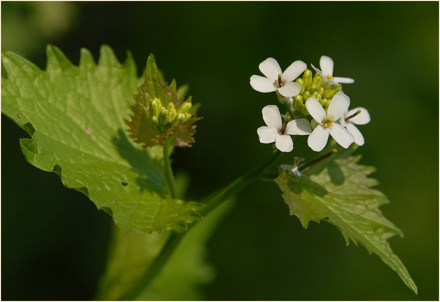 Knoblauchhederich (Alliaria officinalis)