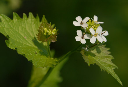 vergrößern