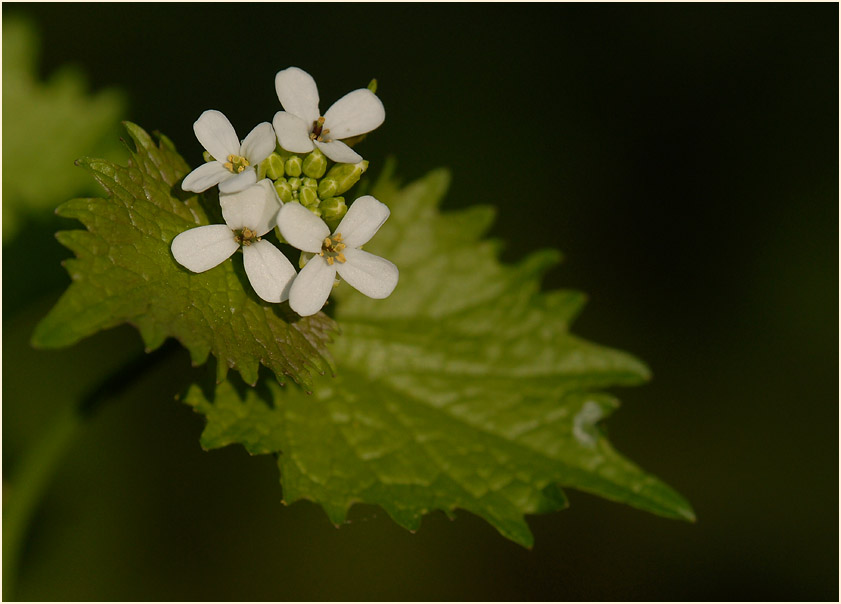 Knoblauchhederich (Alliaria officinalis)