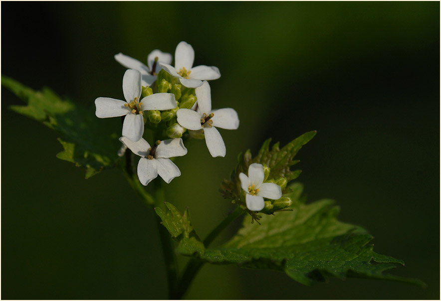 Knoblauchhederich (Alliaria officinalis)