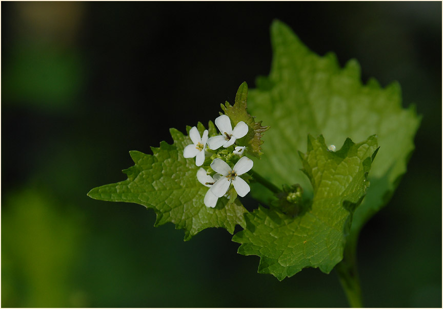 Knoblauchhederich (Alliaria officinalis)