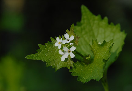 vergrößern